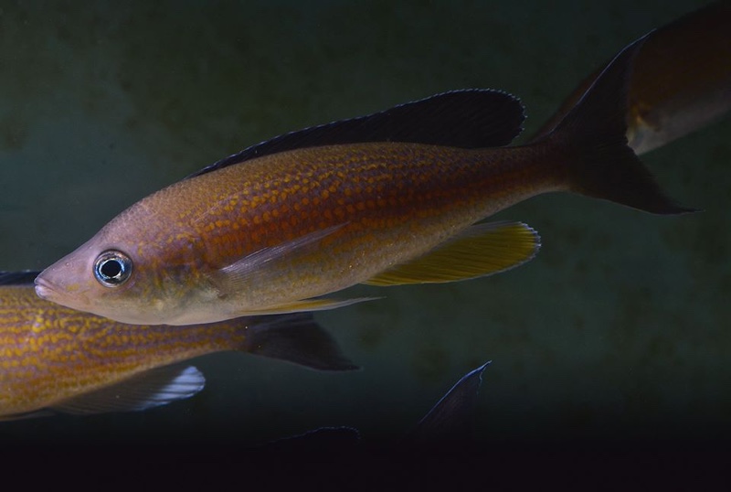 Cyprichromis pavo 'Kantalamba'